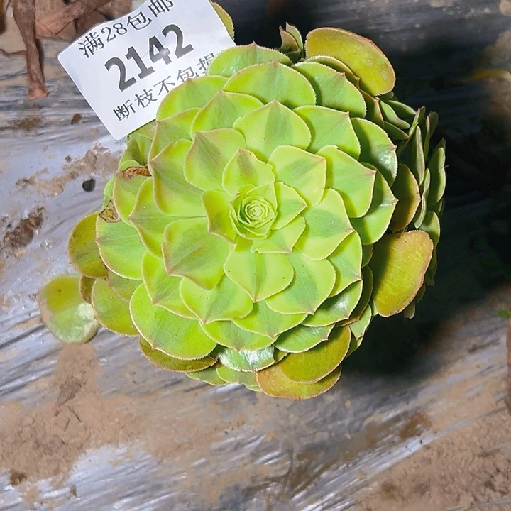 查***人2142雨呵多肉植物保护
