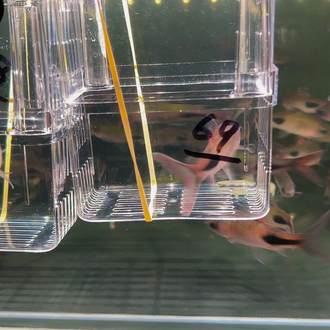 工具鱼彩虹鱼鱼鱼鱼鱼69