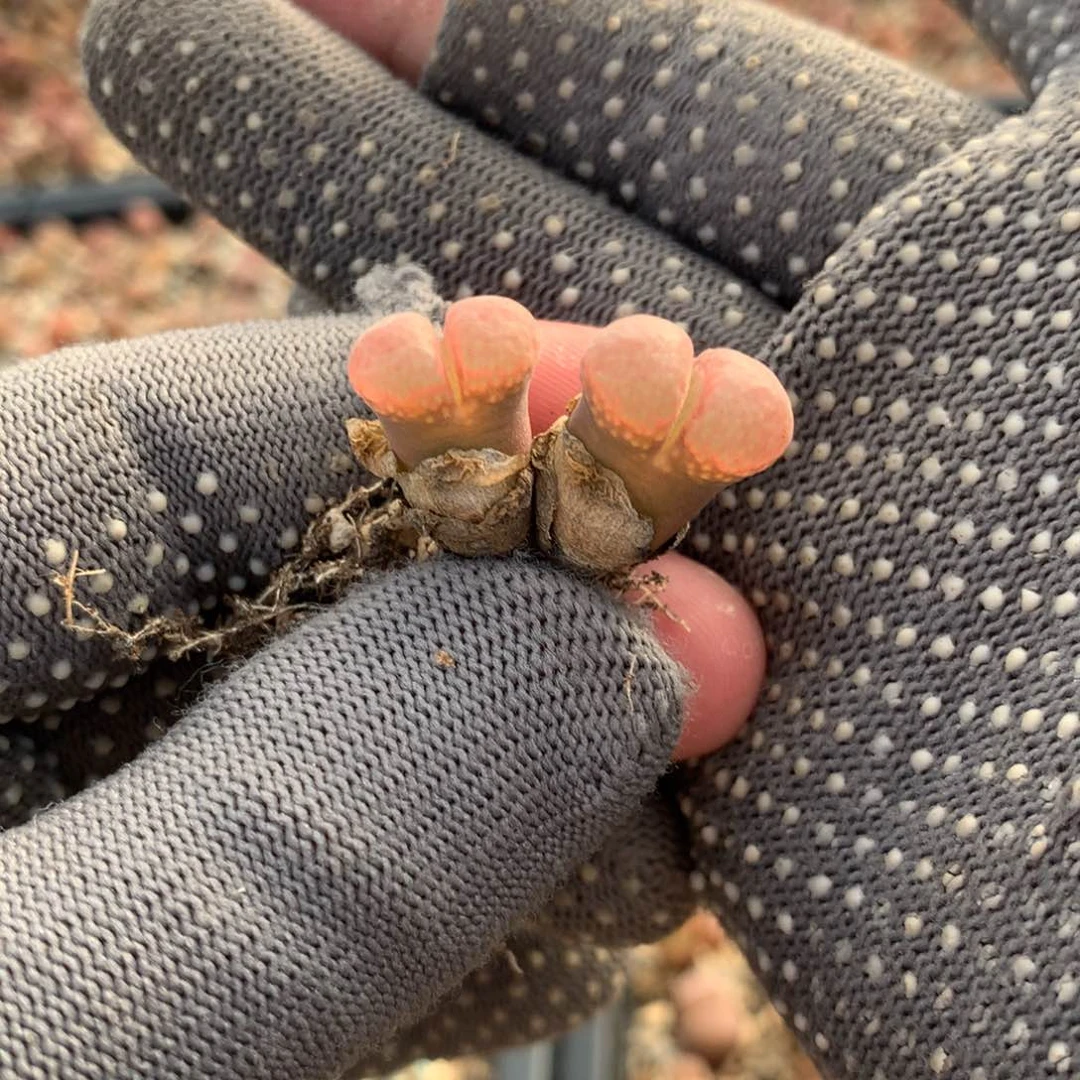 1**哪330风铃母本一颗