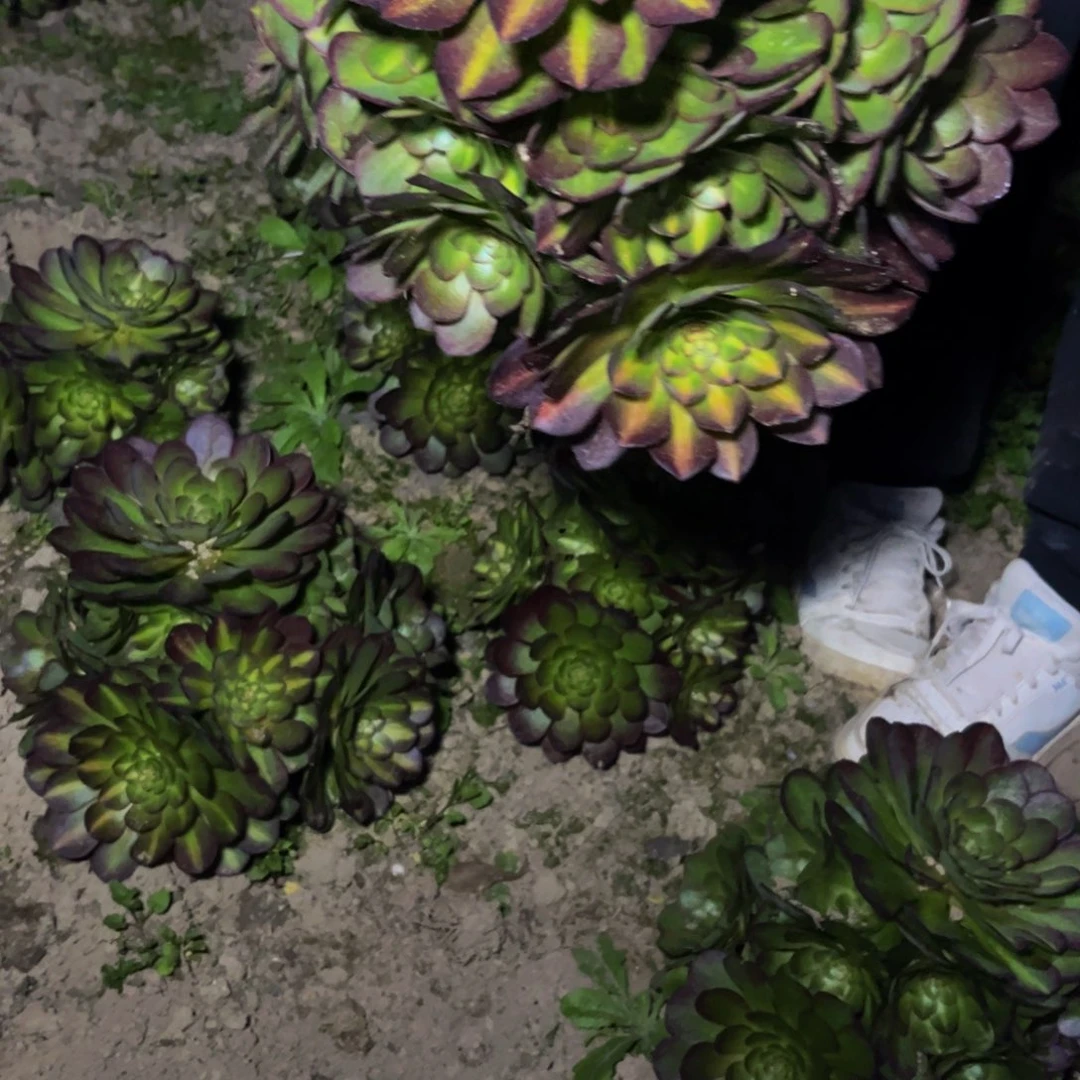 倾城中班多肉植物捧花的