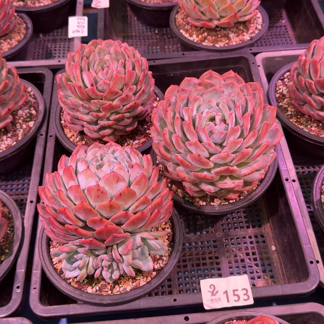 兰****体153号橙梦露脱土