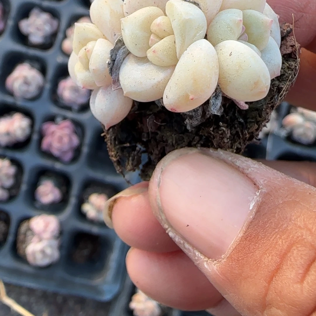 多肉小卡拉米糖心一物一拍