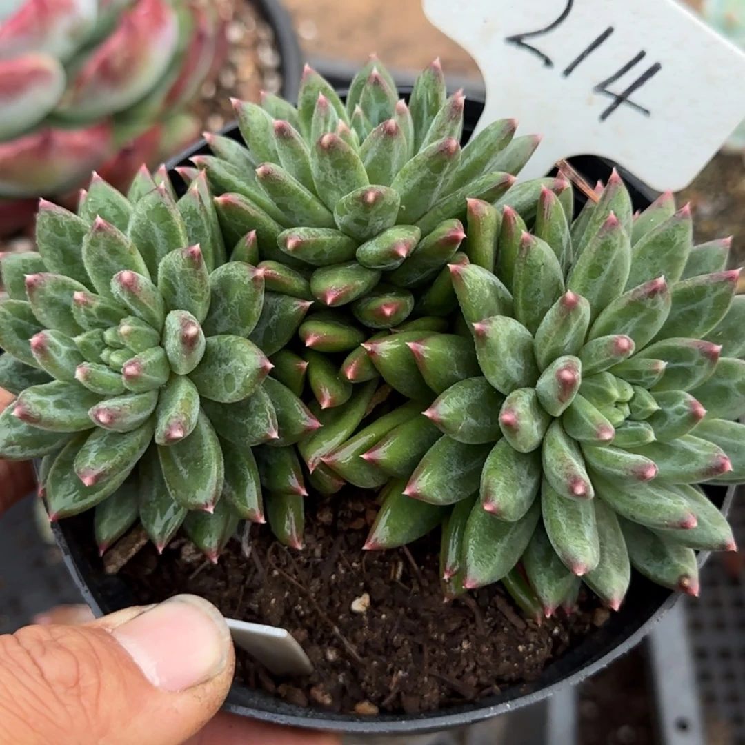 青花瓷214物一拍包装收缩花旱