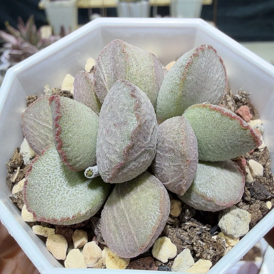 妖姬水泡多肉植物