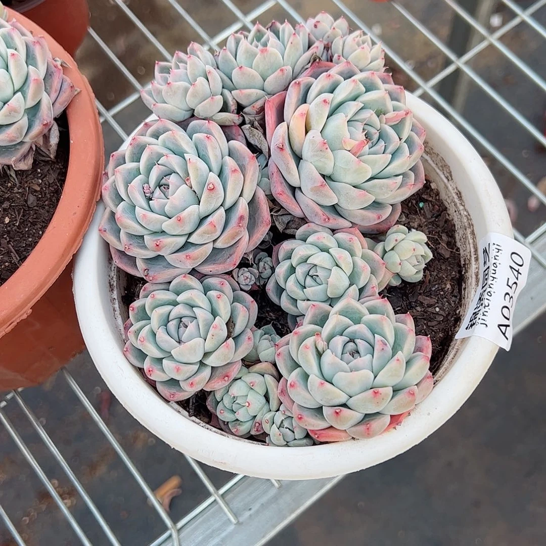 阿尔巴佳人群生老桩