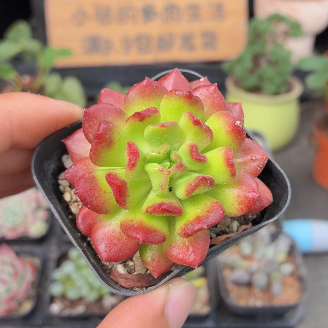 红灯笼多肉9.9包邮发货