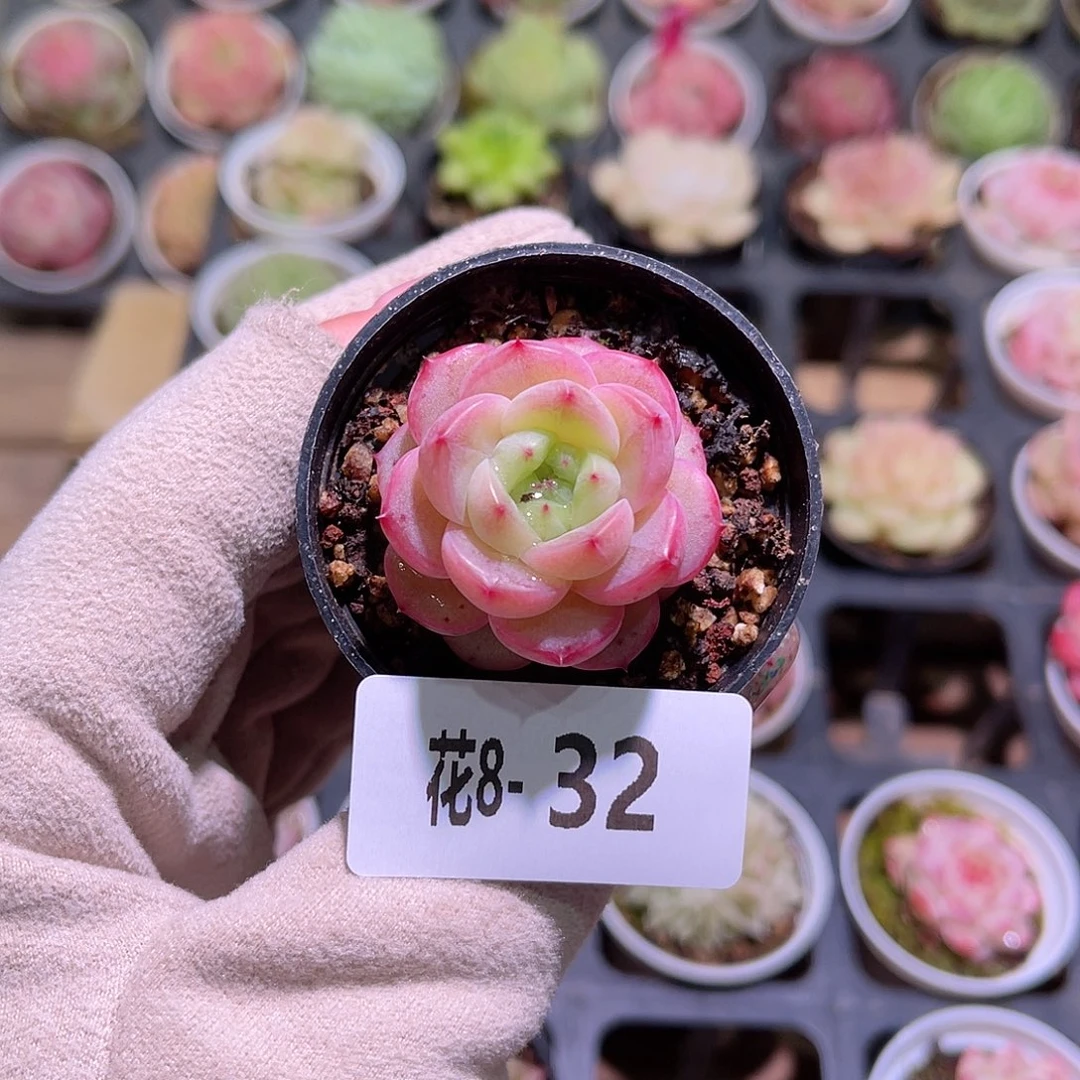 花利美8-32新品单头