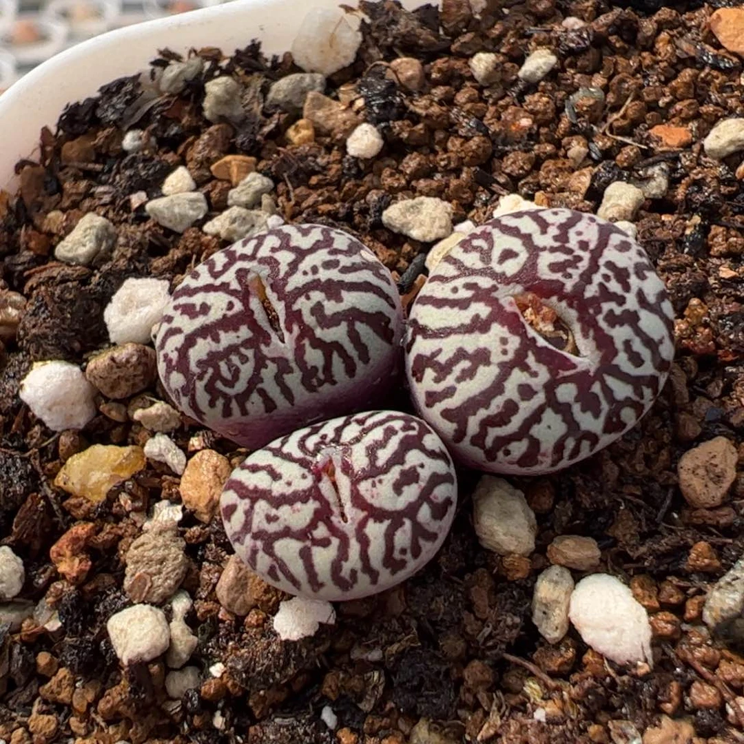 452多肉植物组合