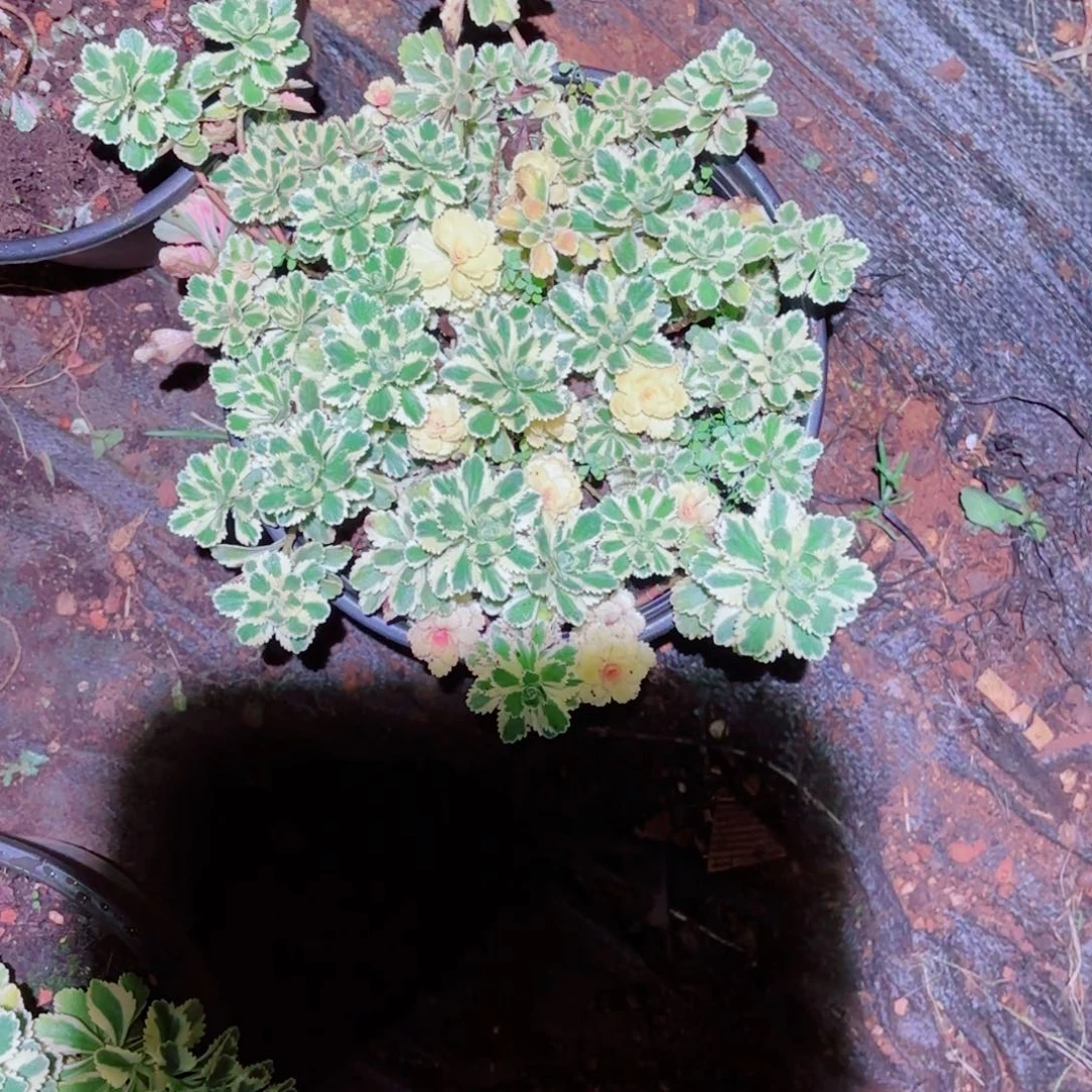 云南多肉植物亚特兰蒂斯