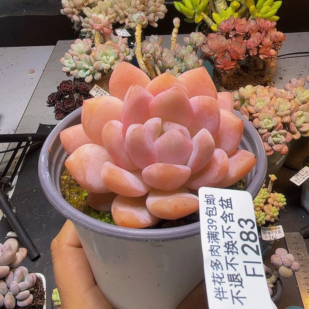 雪天使283/6cm多肉