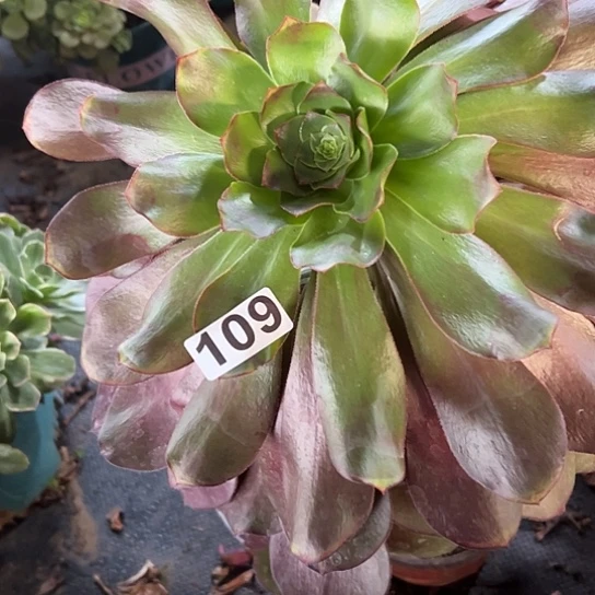 山****1多肉植物一个