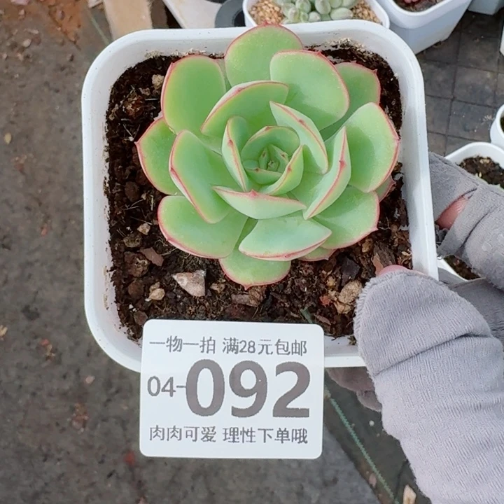 牡丹亭多肉无盆土发货多