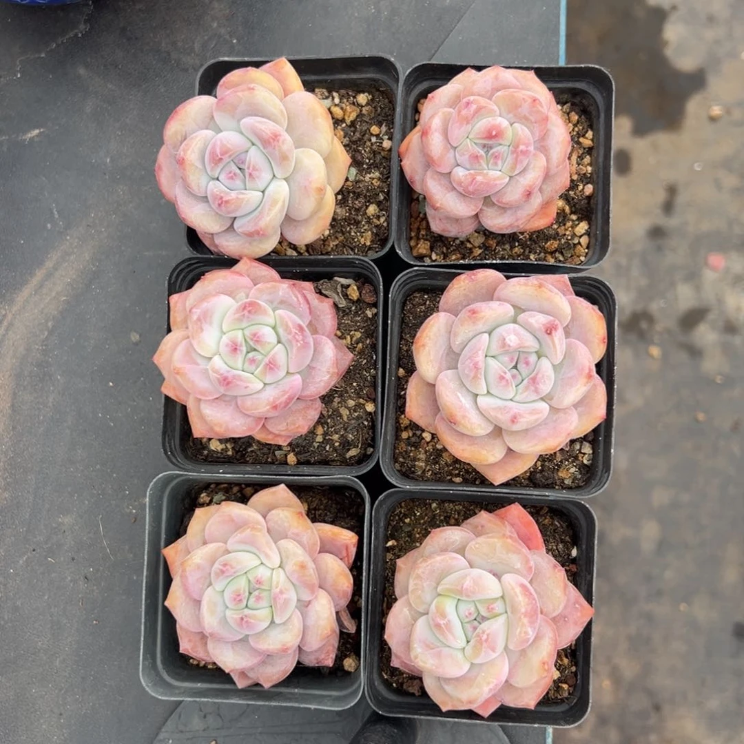 6个紫梦露0000000000000