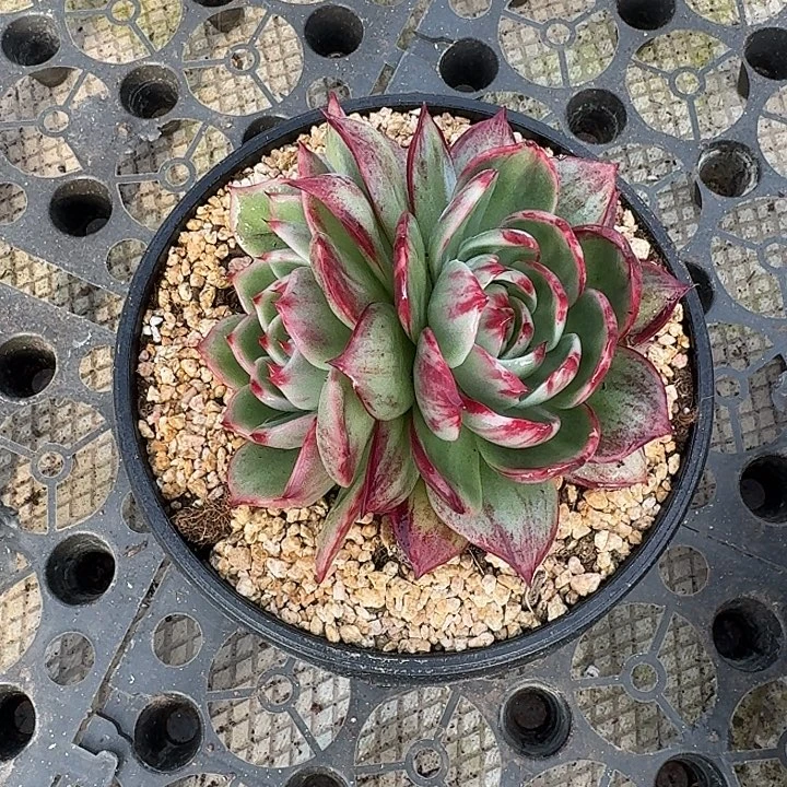 惊鸿仙子多肉植物