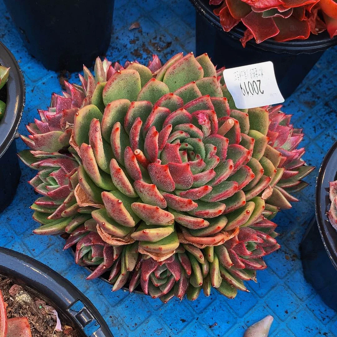 东***   紫水晶玫瑰多肉20019