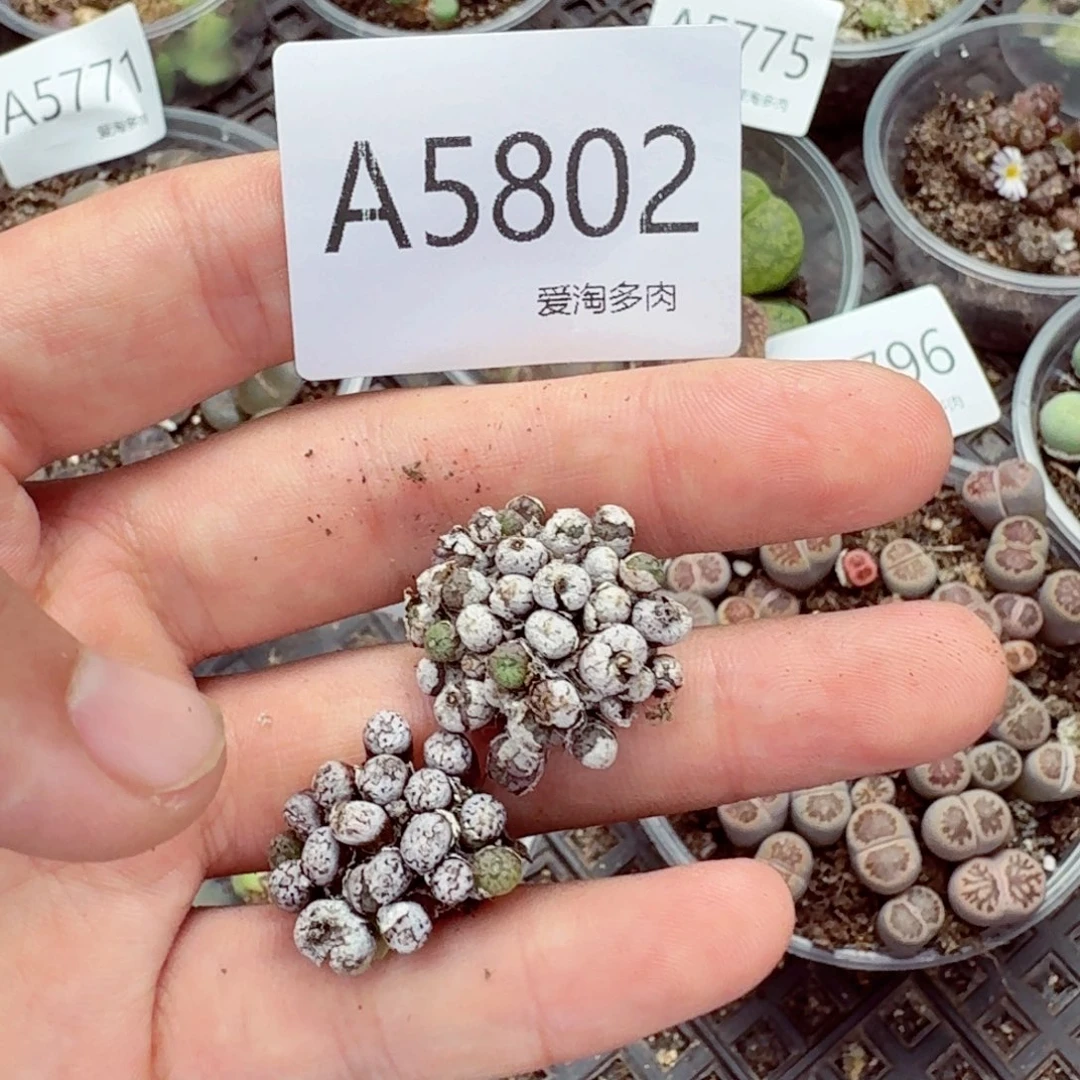 5802—生石花 生石花