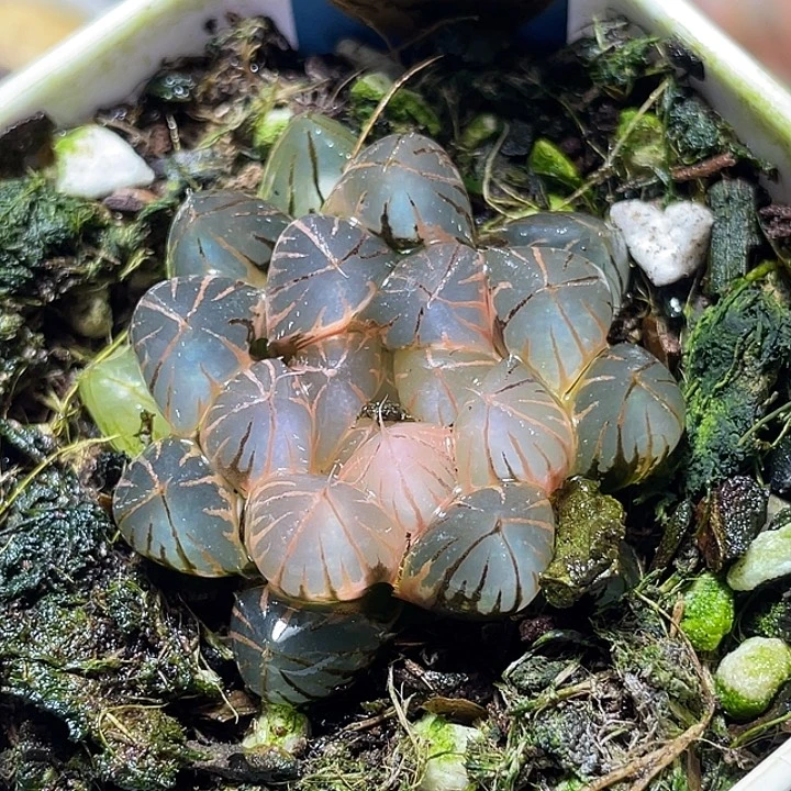 531糊斑霓虹灯锦特选福利