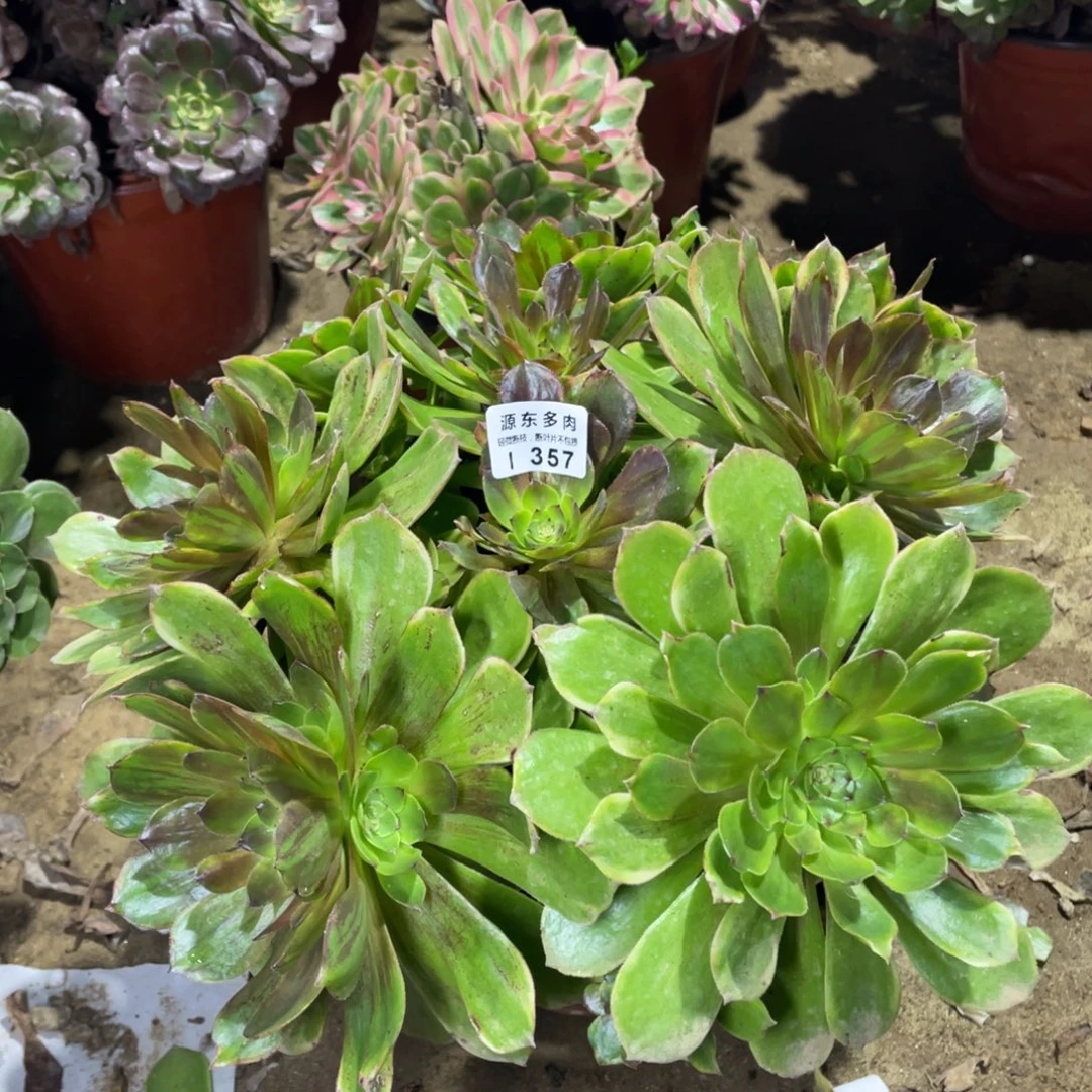 357斑斓多肉法师断枝不包