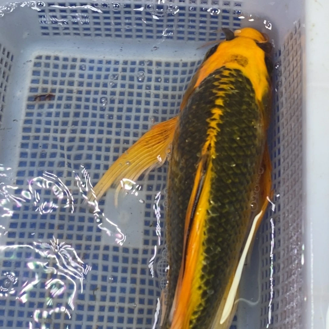 锦鲤冷水锦鲤包邮