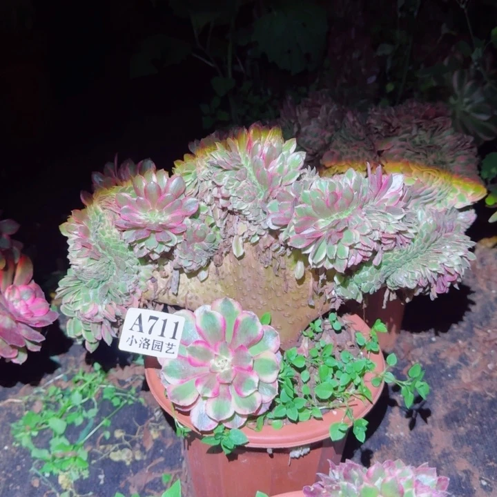 711荔枝缀化多肉植物28包邮