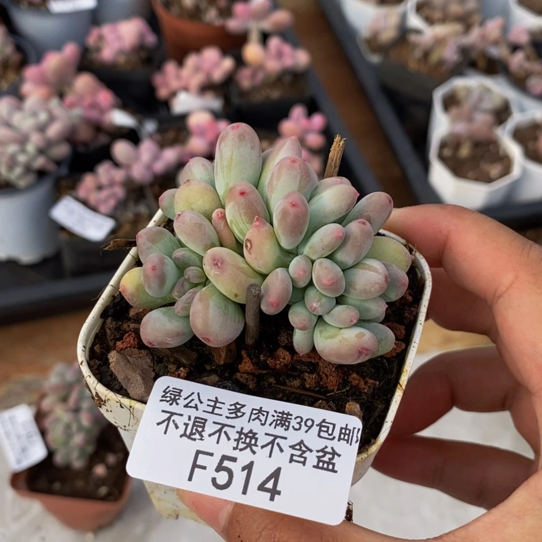 514苹果奶四代缀4cm