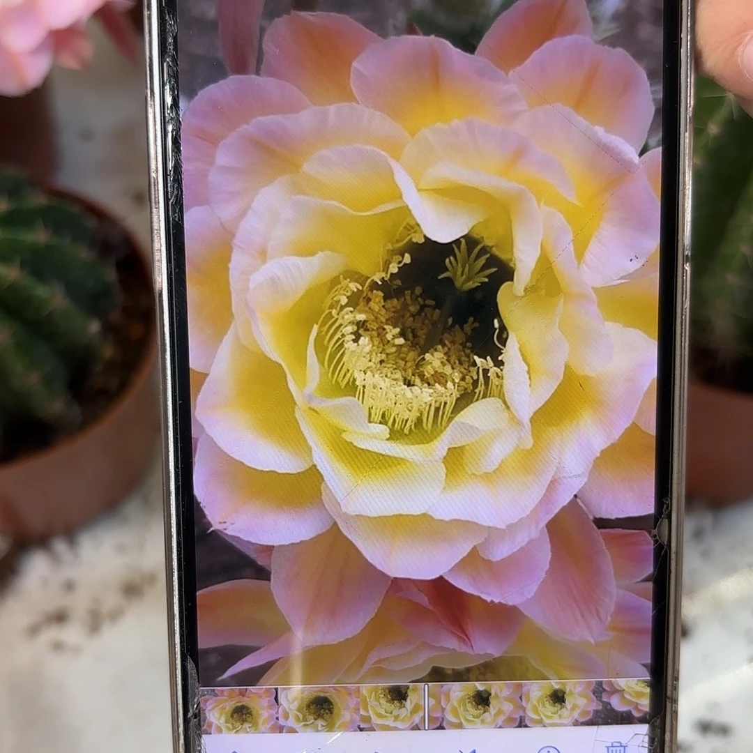 彩草黄金屋7-8公分左右