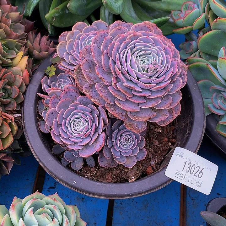 沉***金天赐13026多肉多肉率