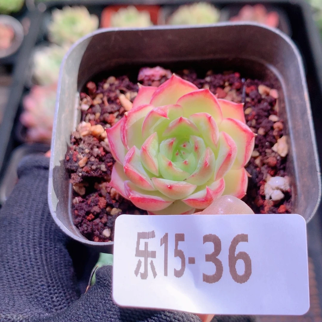 乐然15-36 云梦仙子