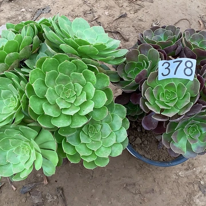 无花朵378万圣节➕欧子有小巴