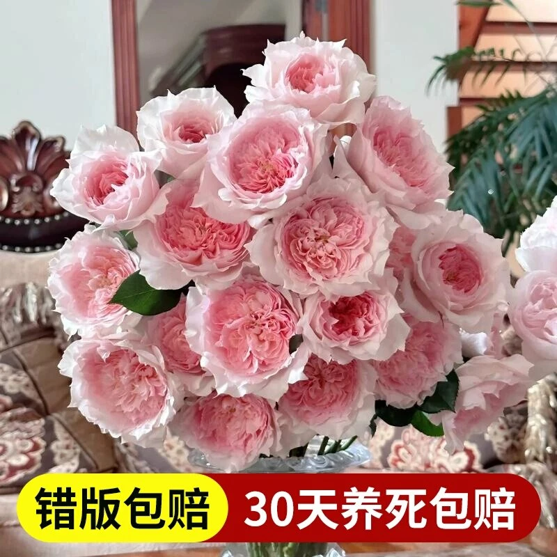 莫妮卡戴维月季扦插花苗大花勤花丰花阳台庭院盆栽四季开花
