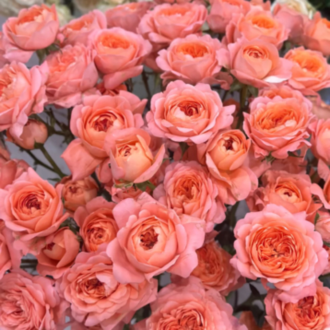 多头玫瑰杏色汁阳台5支