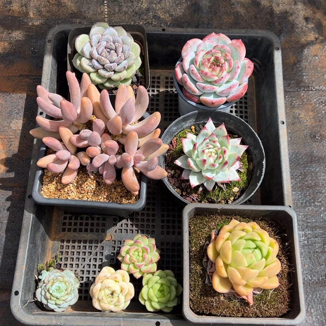 龙猫精品一物一拍多肉植物