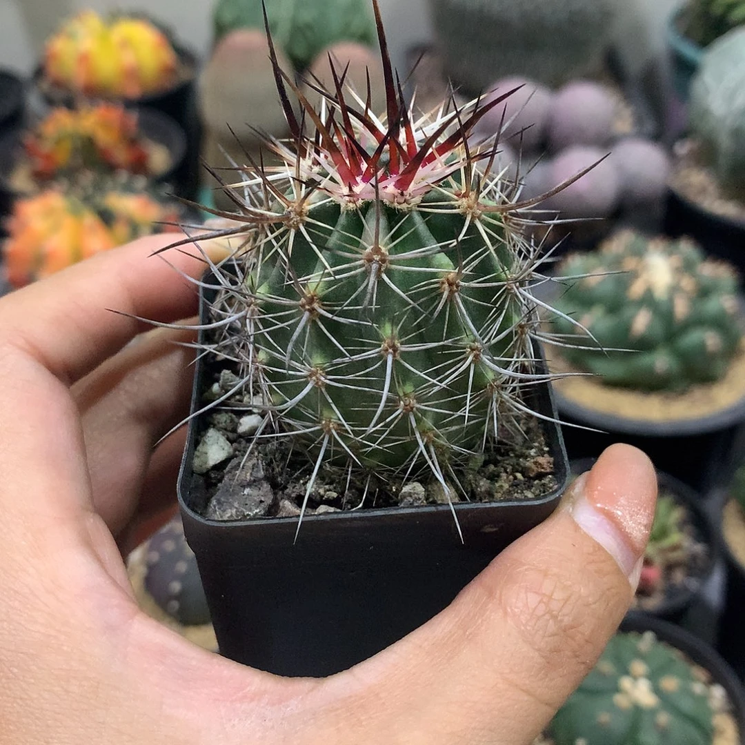 实生根林式幻虾4公分