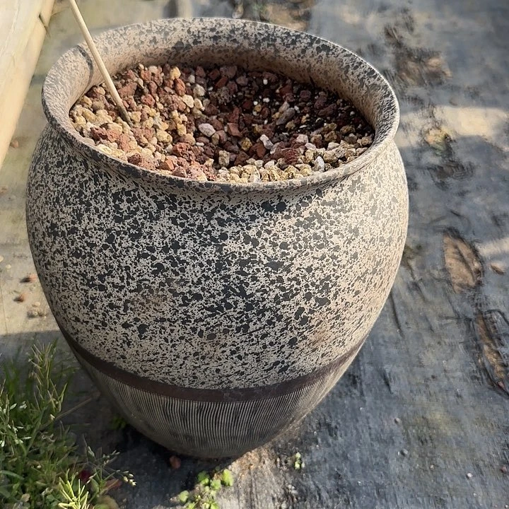 阿****?750到肉坑的猪专拍脱土发货不退不换