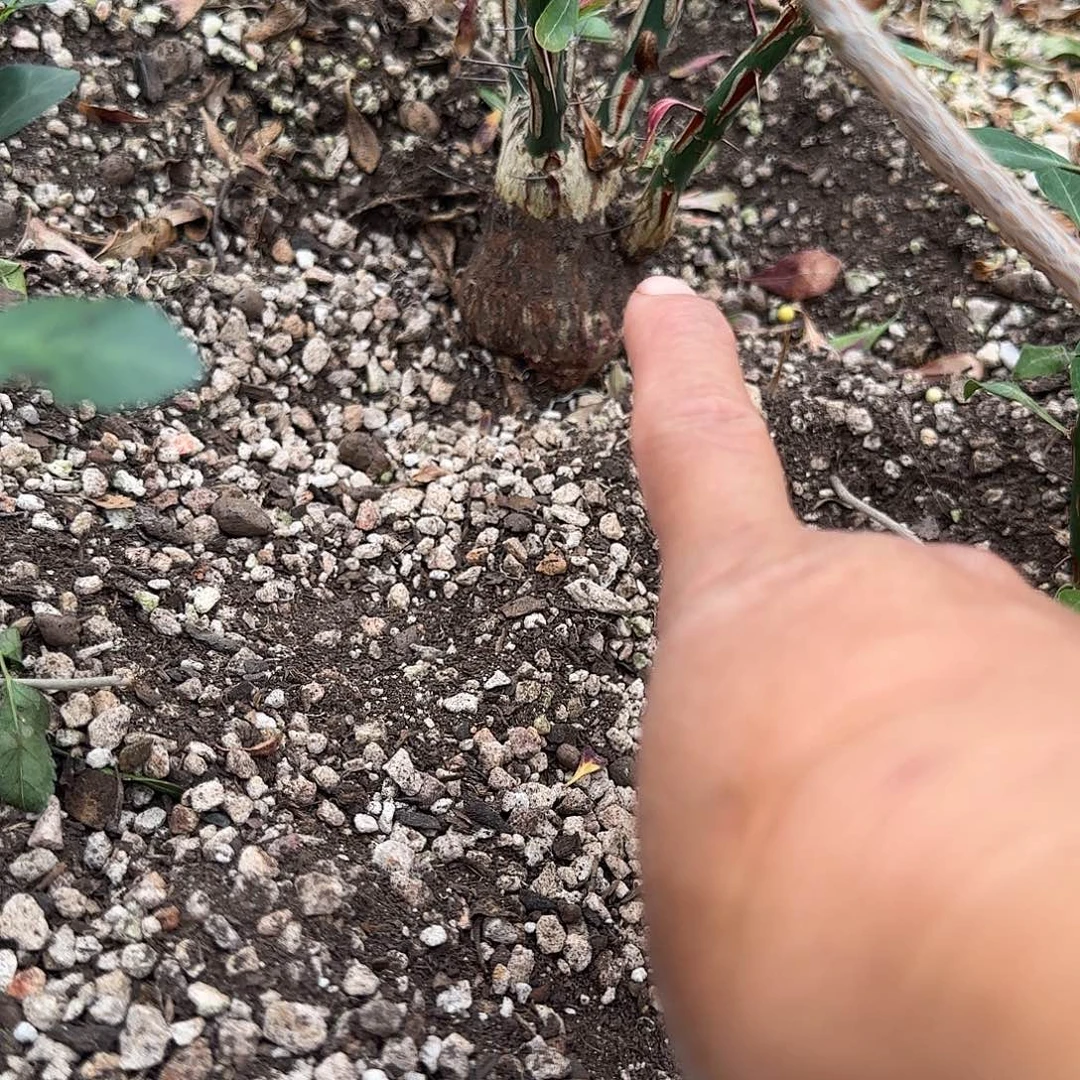 扶***爻盆栽植物植物植物