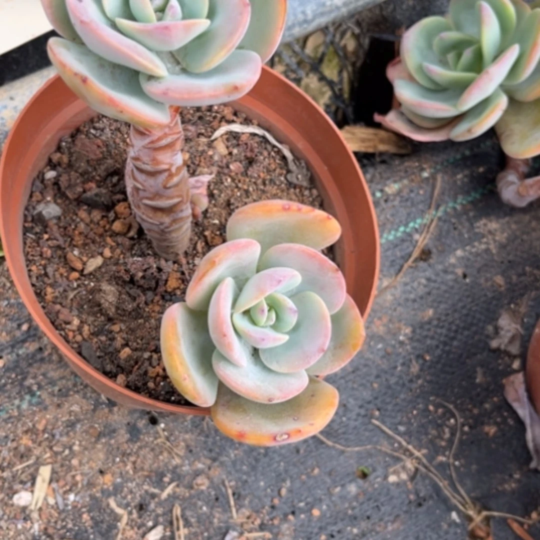 【闪购商品】傻**雪白凤