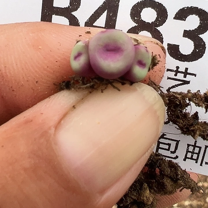 483号小红嘴多肉植物