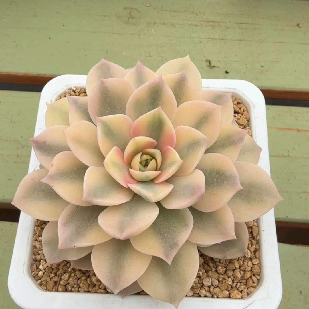 安娜锦锦上园艺一物一拍