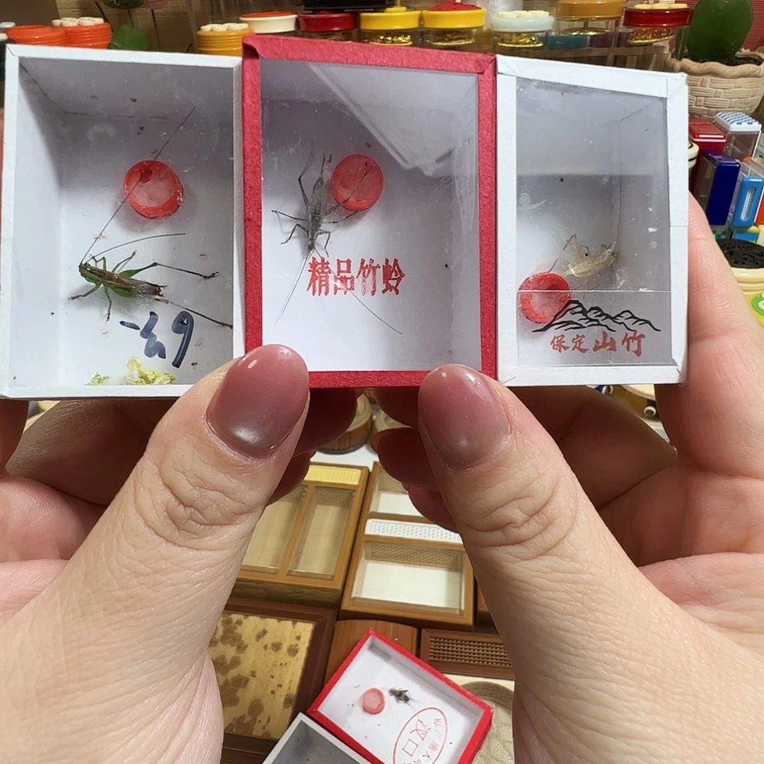 随***生柬埔寨竹蛉➕紫竹蛉➕段须糖果