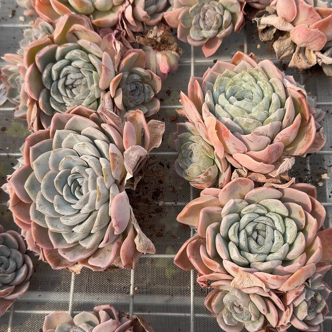 从前慢花园多肉编号-胖虎