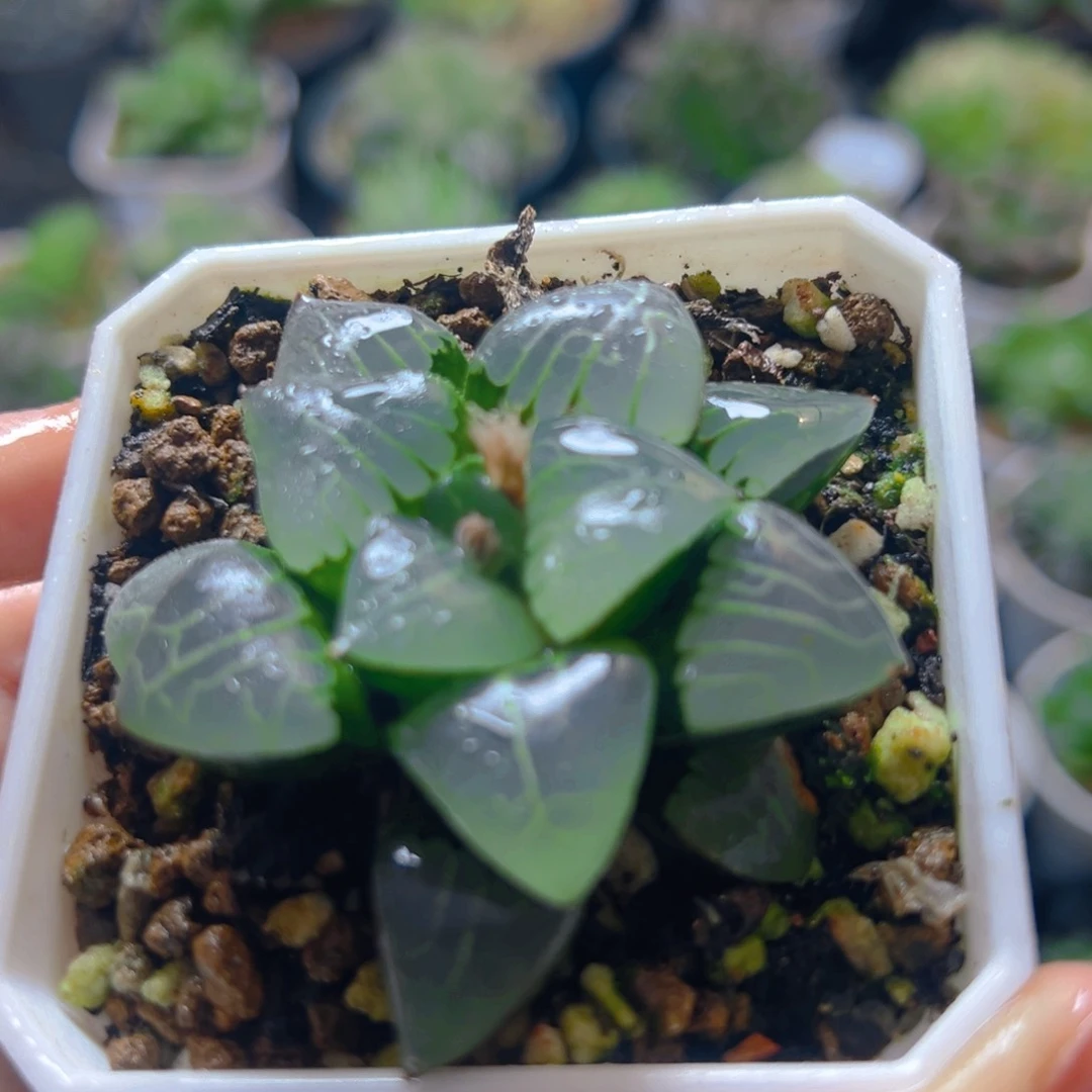 雅典娜玉露多肉多肉