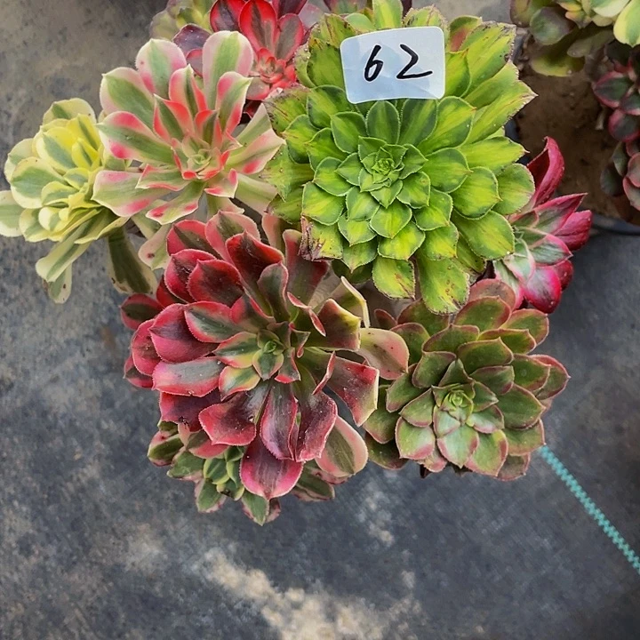 顾***义架接0000000062号