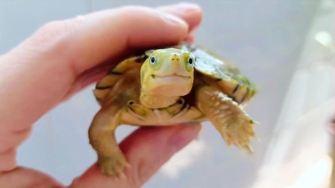 【直播挑选专用】小青地图巴西火焰草龟格兰德冷水活体观赏龟乌龟