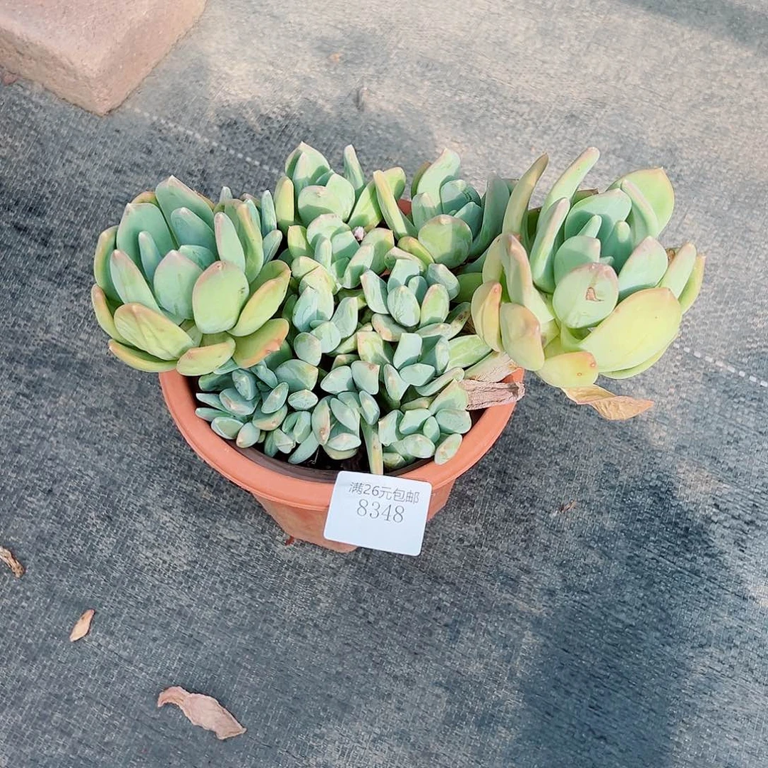 一****8348海洋之心多肉植物