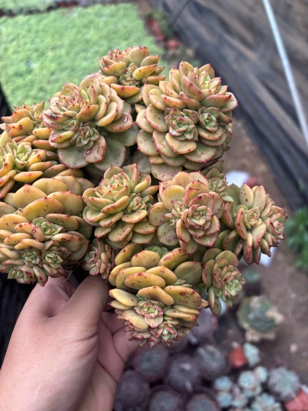 腊牡丹 多肉植物 新手好养（满9.9包邮）