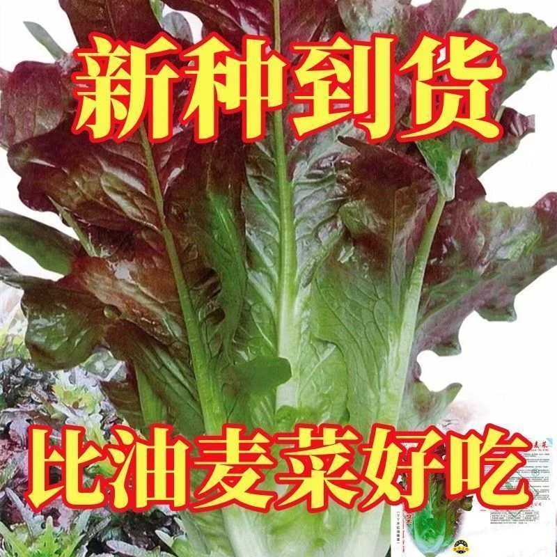 好品质的优品的紫丫甜油麦菜种子丫丫开红油麦阳台盆栽油麦菜籽四