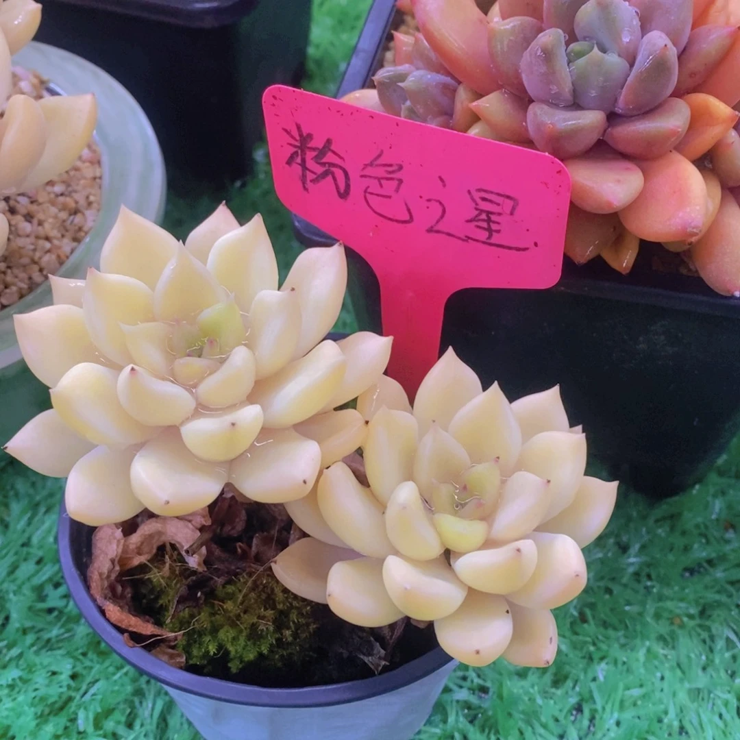 w***s开心多肉植物多肉