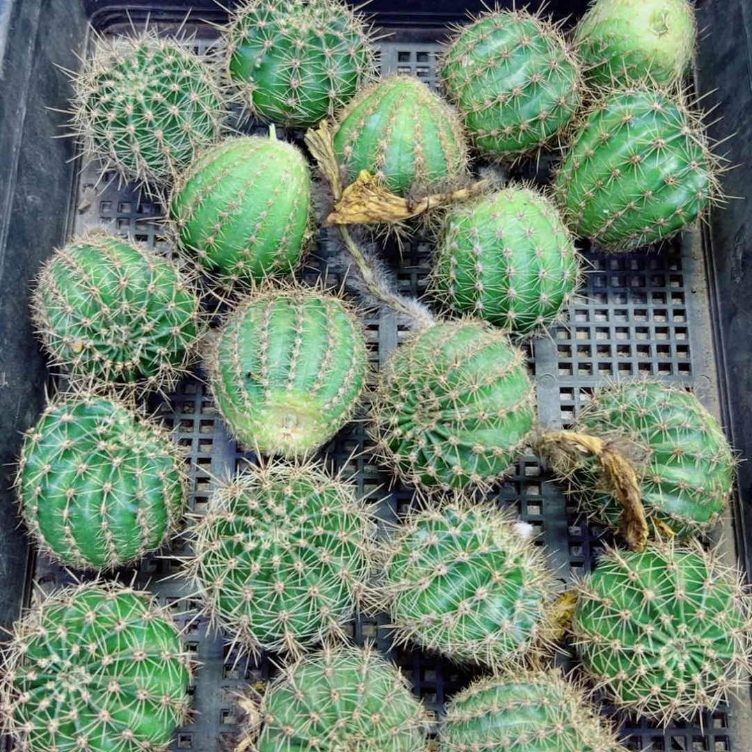 下117无名彩草2个歪无根侧芽4公分左右20包邮