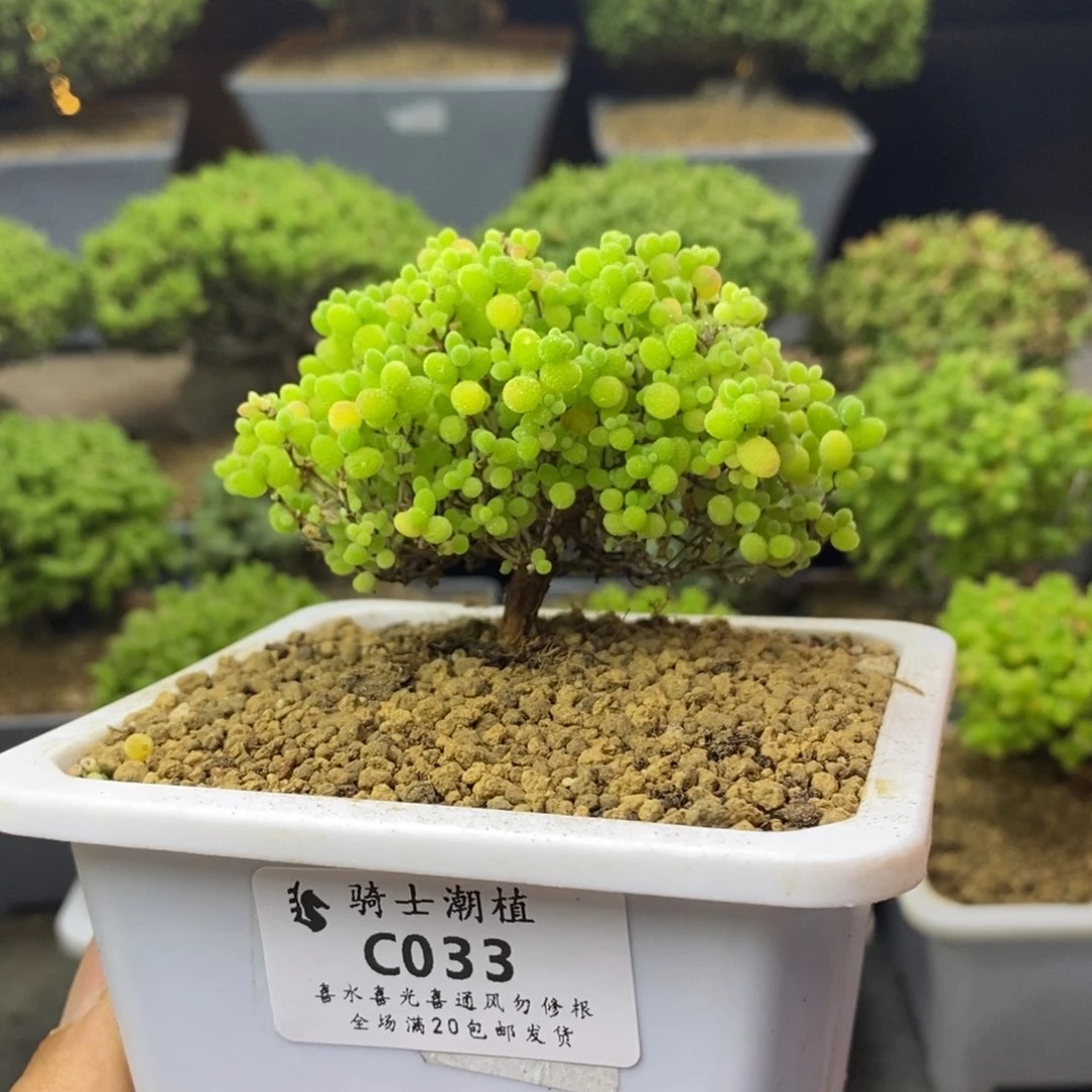 033蜜橘糖球造型桩