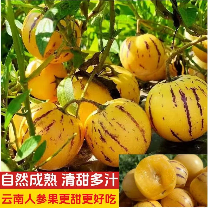 【特惠】云南石林果树上熟黄肉圆果新鲜清甜多汁当季水果